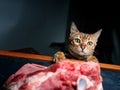 Bengal Cat trying to get leg of lamb