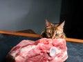 Bengal Cat trying to get leg of lamb