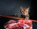 Bengal Cat trying to get leg of lamb