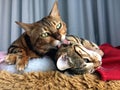 Bengal cat: Two Bengal cats washing eachother