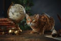 Bengal cat, vintage items, books and manuscripts on the table on a dark background. Space for your text