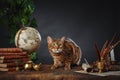 Bengal cat, vintage items, books and manuscripts on the table on a dark background. Space for your text