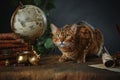 Bengal cat, vintage items, books and manuscripts on the table on a dark background. Space for your text. Concept of the Harry