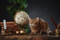 Bengal cat, vintage items, books and manuscripts on the table on a dark background. Space for your text. Concept of the Harry