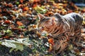 Bengal cat walks on fallen golden leaves in autumn park Royalty Free Stock Photo