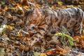 Bengal cat walks in sunny autumn park. Cat with green eyes walks through the fallen yellow leaves Royalty Free Stock Photo