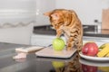 Bengal cat weighs an apple on a kitchen scale Royalty Free Stock Photo
