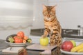 Bengal cat weighs an apple on a kitchen scale Royalty Free Stock Photo