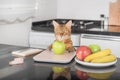 Bengal cat weighs an apple on a kitchen scale Royalty Free Stock Photo