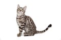 Bengal cat on white background Royalty Free Stock Photo