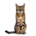 Bengal cat on white background Royalty Free Stock Photo