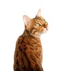 Bengal cat on a white background looks sideways Royalty Free Stock Photo