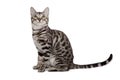 Bengal cat on white background Royalty Free Stock Photo