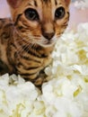 Bengal cat in white flowers Royalty Free Stock Photo