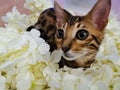 Bengal cat in white flowers Royalty Free Stock Photo