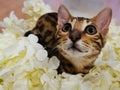Bengal cat in white flowers Royalty Free Stock Photo