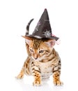 Bengal cat with witch hat. isolated on white background Royalty Free Stock Photo