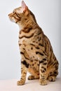 Bengal cat 1 year old, in front of white background, looking at side, copy space