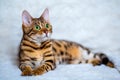 Bengal cat Royalty Free Stock Photo