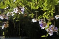 Bengal clock vine flowers, Thunbergia grandiflora, Rio