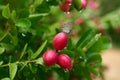 Bengal currant in nature background. Carandas plum, Karonda, Karanda and Kanna on the tree for nature background. Royalty Free Stock Photo