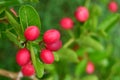 Bengal currant in nature background. Carandas plum, Karonda, Karanda and Kanna on the tree for nature background. Royalty Free Stock Photo