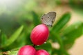 Bengal currant in nature background. Carandas plum, Karonda, Karanda and Kanna on the tree for nature background. Royalty Free Stock Photo