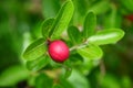 Bengal currant in nature background. Karanda and Kanna on the tree for nature background. Royalty Free Stock Photo