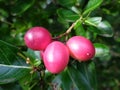 Bengal-Currants, Carandas-plum, Karanda good taste red sour fruits thailand