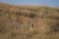 Bengal fox or indian fox or Vulpes bengalensis playing