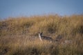 Bengal fox or indian fox or Vulpes bengalensis playing