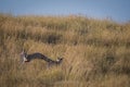 Bengal fox or indian fox or Vulpes bengalensis playing Royalty Free Stock Photo