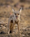 Bengal fox or Indian fox or Vulpes bengalensis head on portrait in outdoor wildlife jungle safari at ranthambore national park