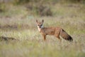 The Bengal fox, Vulpes bengalensis also known as the Indian fox, Royalty Free Stock Photo