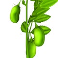 Bengal gram plant