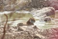 Tiger in a water hole in Ranthambhore wild life sanctuary