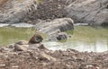 Tiger in a water hole in Ranthambhore wild life sanctuary