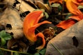 Bengal Kino Orange Flower Or Sacred Tree Found In Southeast Asia