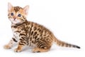 Bengal kitten