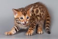 Bengal kitten