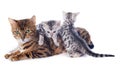 Bengal kitten and adult Royalty Free Stock Photo