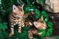 Bengal kitten alone outdoors Royalty Free Stock Photo