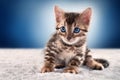 Bengal kitten on blue background