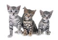 Bengal kitten in studio Royalty Free Stock Photo