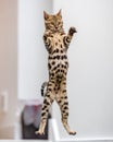 A Bengal kitten jumping in the air with claws out