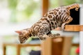 A Bengal kitten jumping off a table