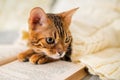 A Bengal kitten lies next to a book, hiding under a warm knitted sweater Royalty Free Stock Photo