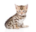 Bengal kitten looking at camera. isolated on white background Royalty Free Stock Photo