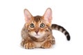 Bengal kitten is looking at the camera Royalty Free Stock Photo