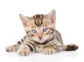Bengal kitten looking at camera. on white background Royalty Free Stock Photo